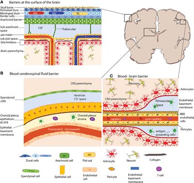 How Does the Immune System Enter the Brain?